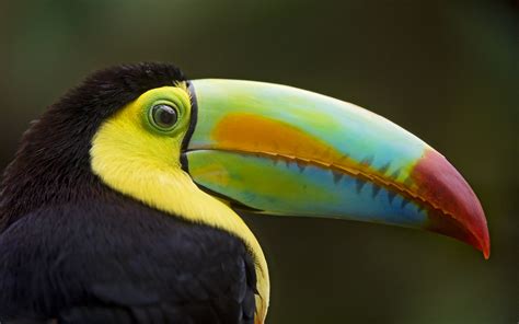 Keel-billed Toucan - Zoo Guide