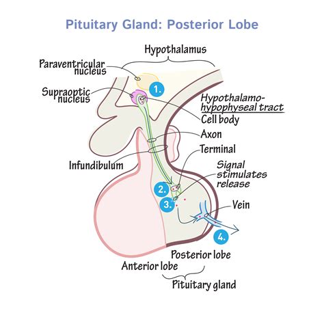 Physiology Tutorials | Draw It to Know It #physiology #medicalstudent # ...