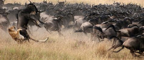 The Great Wildebeest Migration in Masai Mara, Kenya