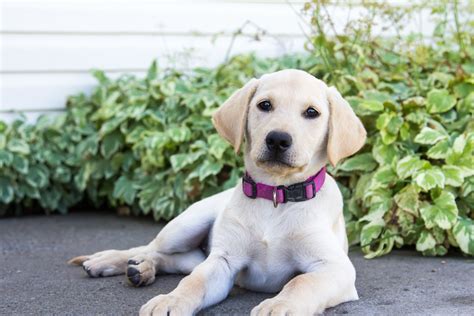 Female Yellow Lab Puppy Sadie – Placed