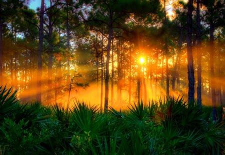 Sunrise at pine forest - Sunsets & Nature Background Wallpapers on Desktop Nexus (Image 1366254)