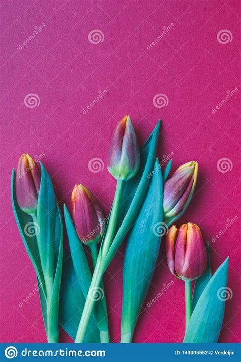 Fresh pink and yellow tulips on pink or magenta background. Photo about love, easter, tulip ...