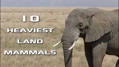 It Is The Heaviest Land Animals It Is Also Intelligent And Have Good ...