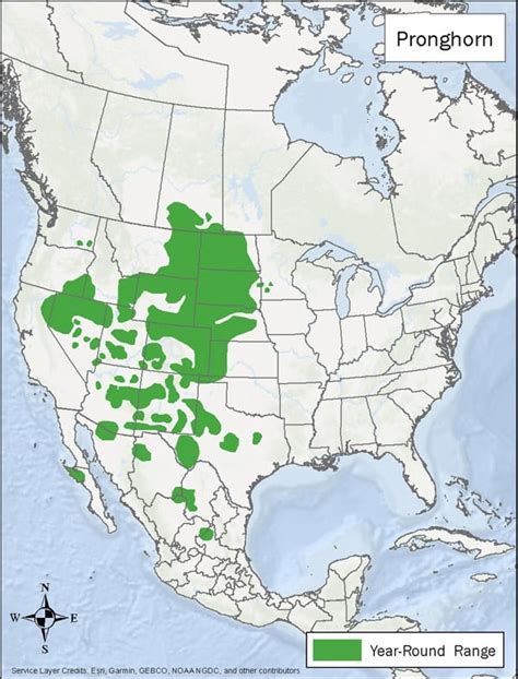 Pronghorn Antelope Habitat & Management Information - LandPKS