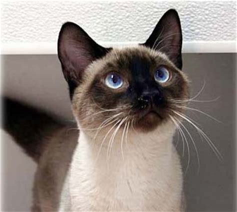 Image - Seal Point Siamese kitten.jpg - Dogs and Cats Wiki