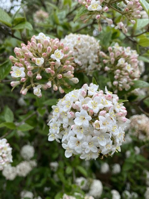 Burkwood Viburnum For Sale Online | The Tree Center