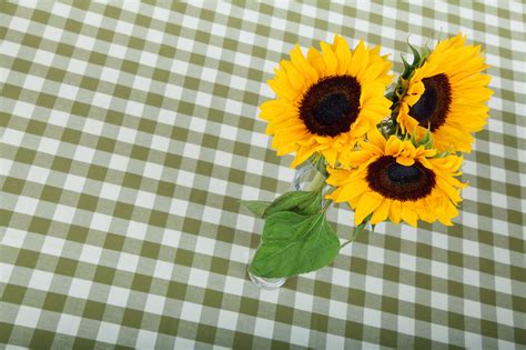 Sunflowers On Table Free Stock Photo - Public Domain Pictures