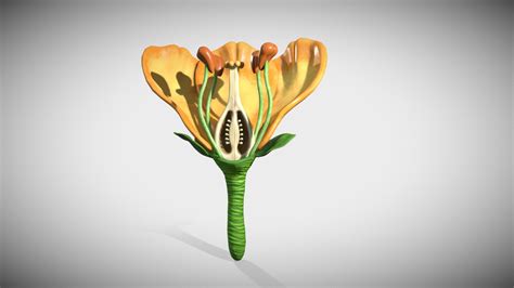 Flower cross section - Buy Royalty Free 3D model by Ebers [7e3186f] - Sketchfab Store