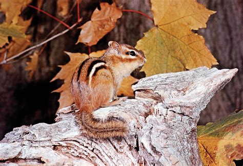 Chipmunk | Diet, Habitat, & Facts | Britannica