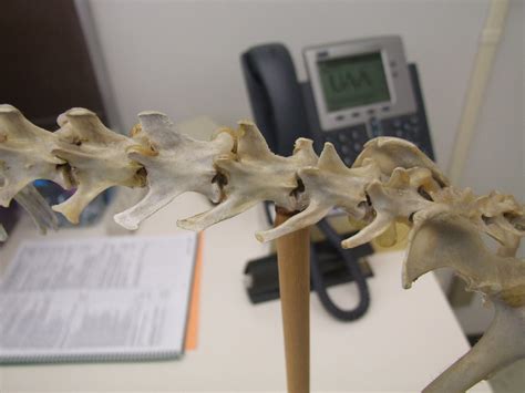 Red Fox: Lumbar Vertebrae | Lumbar vertebrae have thin trans… | Flickr