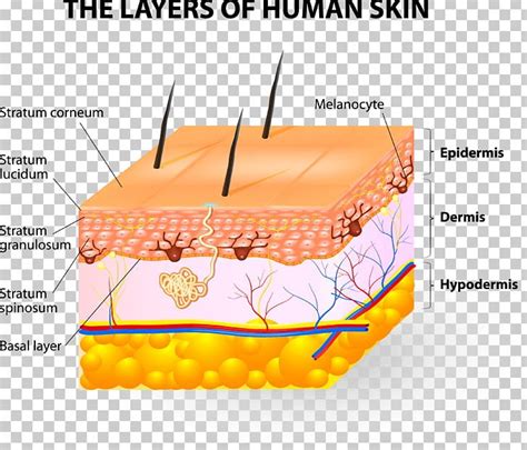 Anatomy Of Skin And Subcutaneous Tissue