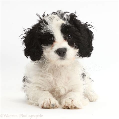 Dog: Black-and-white Cavapoo puppy photo - WP43027