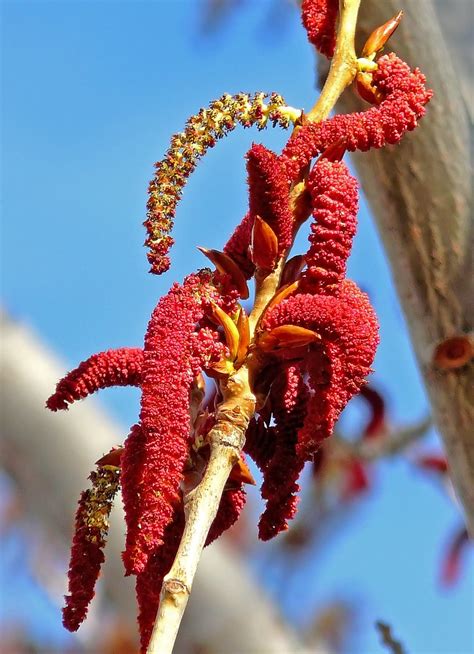 Flores masculinas de Populus nigra (I) | Nombre común: Chopo… | Flickr