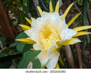 Dragon Fruit Flower Bloom Tree Exotic Stock Photo 2219498977 | Shutterstock