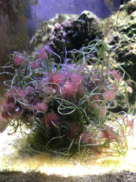 Help. What is this pink algae? Should I remove it or is it ok? It's just in my refugium at the ...