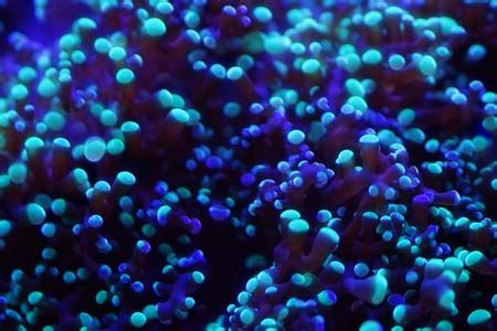 LPS coral type overview of popular large polyp stony corals