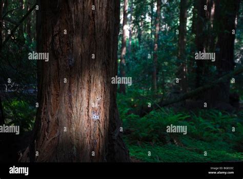 Redwood trees muir woods california hi-res stock photography and images ...