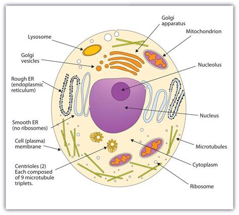 cell structure | Human cell diagram, Cell diagram, Animal cell project