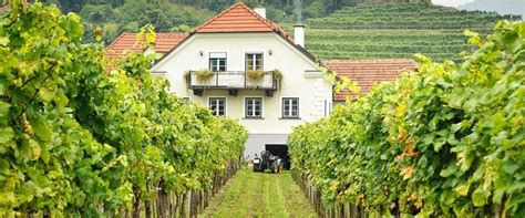 The Ultimate Guide To Austrian Wine | The Wine Society