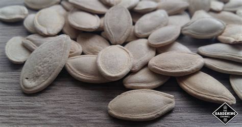 How to Harvest, Eat, and Store Your Homegrown Pumpkin Seeds - Gardening ...