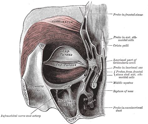 Orbicularis oculi muscle - wikidoc