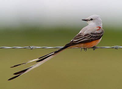 scissor tail flycatcher | Backyard birds, Flycatcher, Beautiful birds