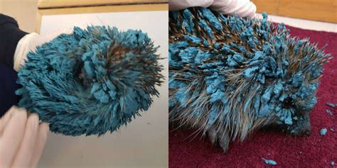 RSPCA Saves Hedgehog Covered In Blue Paint - The Dodo