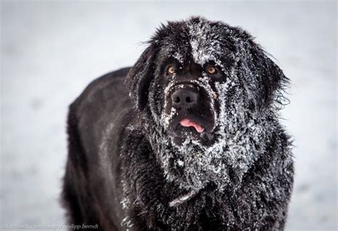 Newfoundland Dog in the Snow Canis lupus familiaris - Photorator