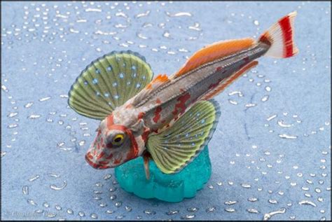 Spiny red gurnard - Toy Animal Wiki