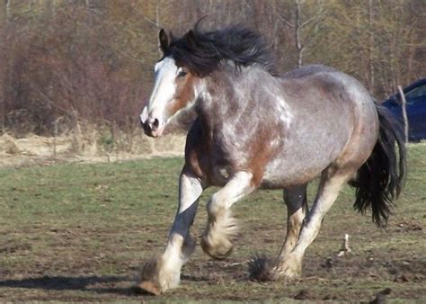 bay sabino draft horse | Horses - Draft Horses | Pinterest | Bays, Horses and Robes