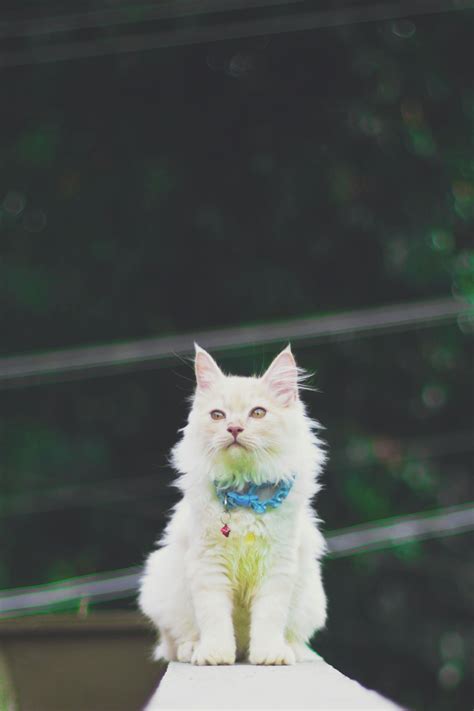 Cat White Background Photos, Download The BEST Free Cat White ...