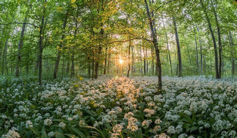 Les plantes médicinales sont aussi des plantes alimentaires | Beautiful nature, Nature aesthetic ...