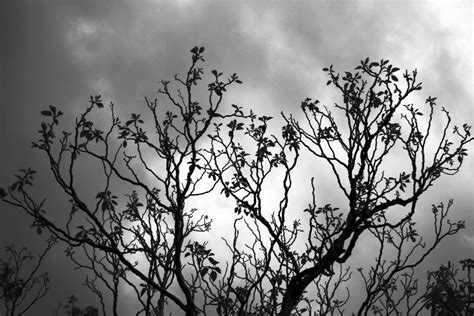 Tree With Clouds In Black & White Free Stock Photo - Public Domain Pictures