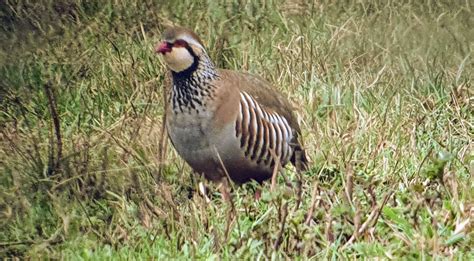 Red Legged Partridge | BirdForum