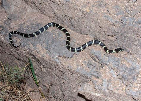 Kingsnake | Snake, Arizona, Species