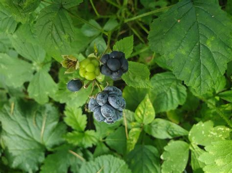 Discover the A-Z List of Berry Types and Varieties - The Arches