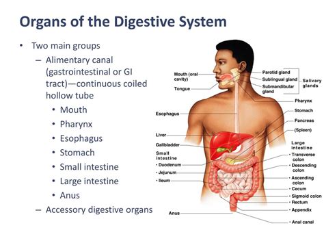 PPT - Digestive System PowerPoint Presentation, free download - ID:2120091