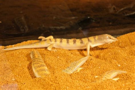 Sandfish Skink (Scincus scincus) - ZooChat