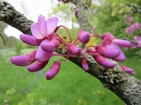 Judas tree | Plant-Lore