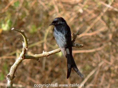 Bandipur Safari, Bird watching in Bandipur, Birding in Bandipur ...