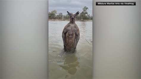 Aussie defends his dog against a kangaroo attack | kens5.com