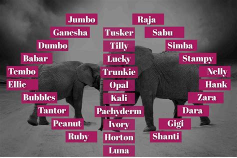 200 Good Elephant Names: Perfect Name Your Pet Elephant