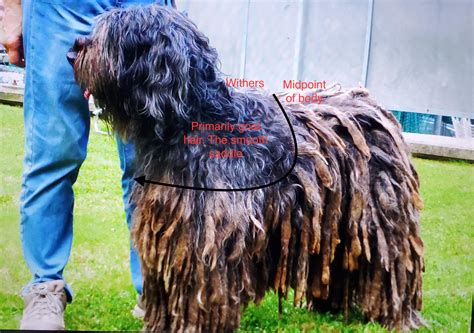 The Bergamasco Sheepdog | American Dog Fancier