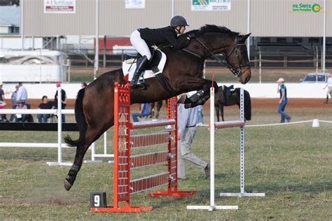 16.3 hh Holsteiner jumping, dressage or eventing - Warmblood - Horsezone