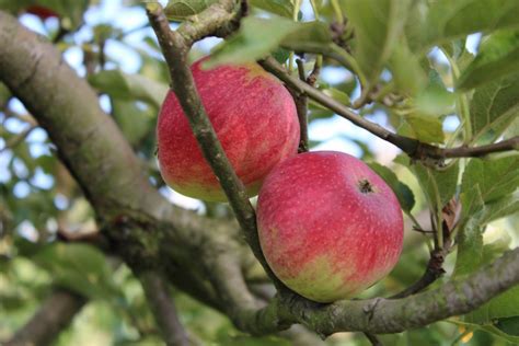 Braeburn apple tree - Malus Domestica Braeburn