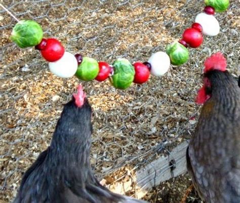 Make your chickens HAPPY with these HEALTHY homemade TREATS | Chickens backyard, Chickens, Pet ...