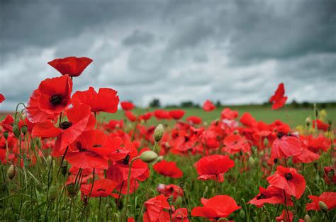 Red Poppies In A Field With A Cloudy Sky by Fotomonkee