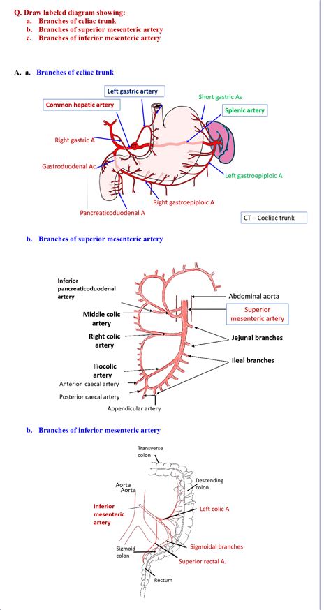 Diagram Showing Branches of Coeliac trunk, Superior and Inferior ...