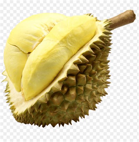 Free download | HD PNG durian monthong fruit thailand thailand duria PNG transparent with Clear ...