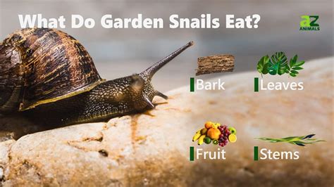 What Do Garden Snails Eat? - A-Z Animals